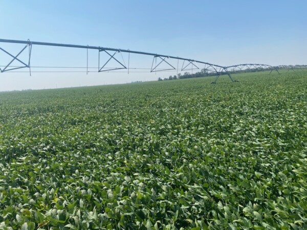 Featured image for the SOLD ($12,250/acre) – Merrick County Land For Sale 134+/- Acres auction.